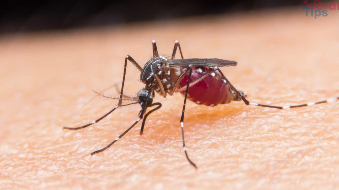 what-is-malaria-its-causes-prevention-treatment