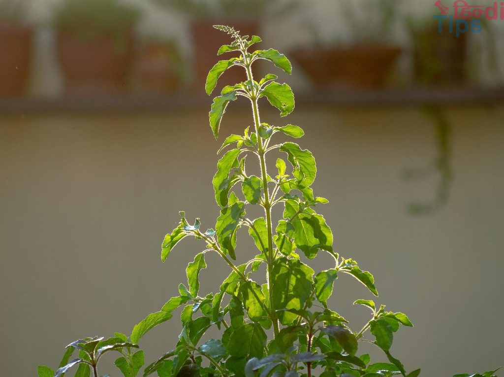 What is the benefit of planting Tulsi plant at home?What is the benefit of planting Tulsi plant at home?What is the benefit of planting Tulsi plant at home?What is the benefit of planting Tulsi plant at home?What is the benefit of planting Tulsi plant at home?What is the benefit of planting Tulsi plant at home?What is the benefit of planting Tulsi plant at home?What is the benefit of planting Tulsi plant at home?What is the benefit of planting Tulsi plant at home?What is the benefit of planting Tulsi plant at home?What is the benefit of planting Tulsi plant at home?What is the benefit of planting Tulsi plant at home?